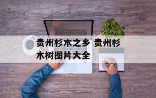 贵州杉木之乡 贵州杉木树图片大全
