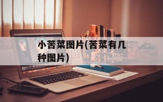 小苦菜图片(苦菜有几种图片)