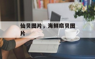 仙贝图片，海鲜扇贝图片
