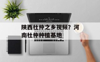 陕西杜仲之乡视频？河南杜仲种植基地