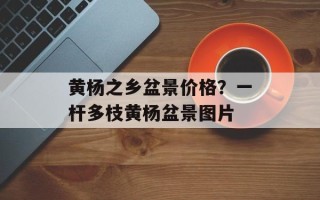 黄杨之乡盆景价格？一杆多枝黄杨盆景图片