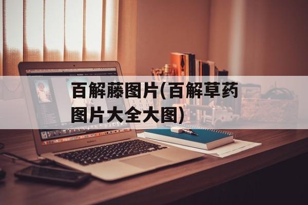 百解藤图片(百解草药图片大全大图)-第1张图片-